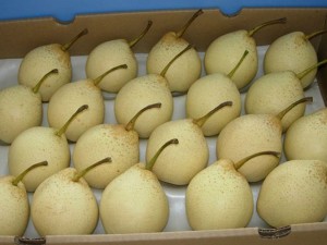 魏县鸭梨